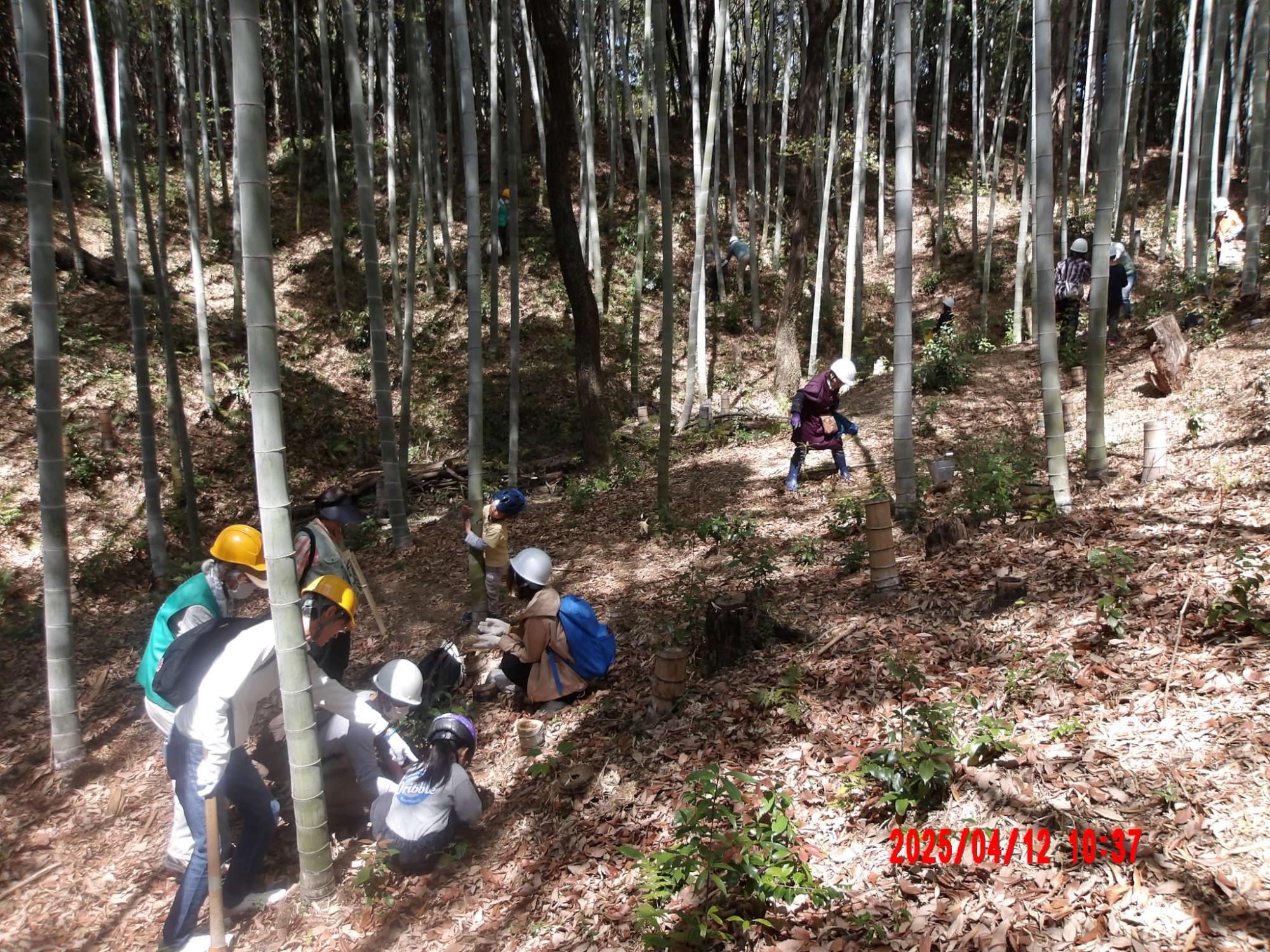 令和7年度　タケノコ堀り体験の様子
