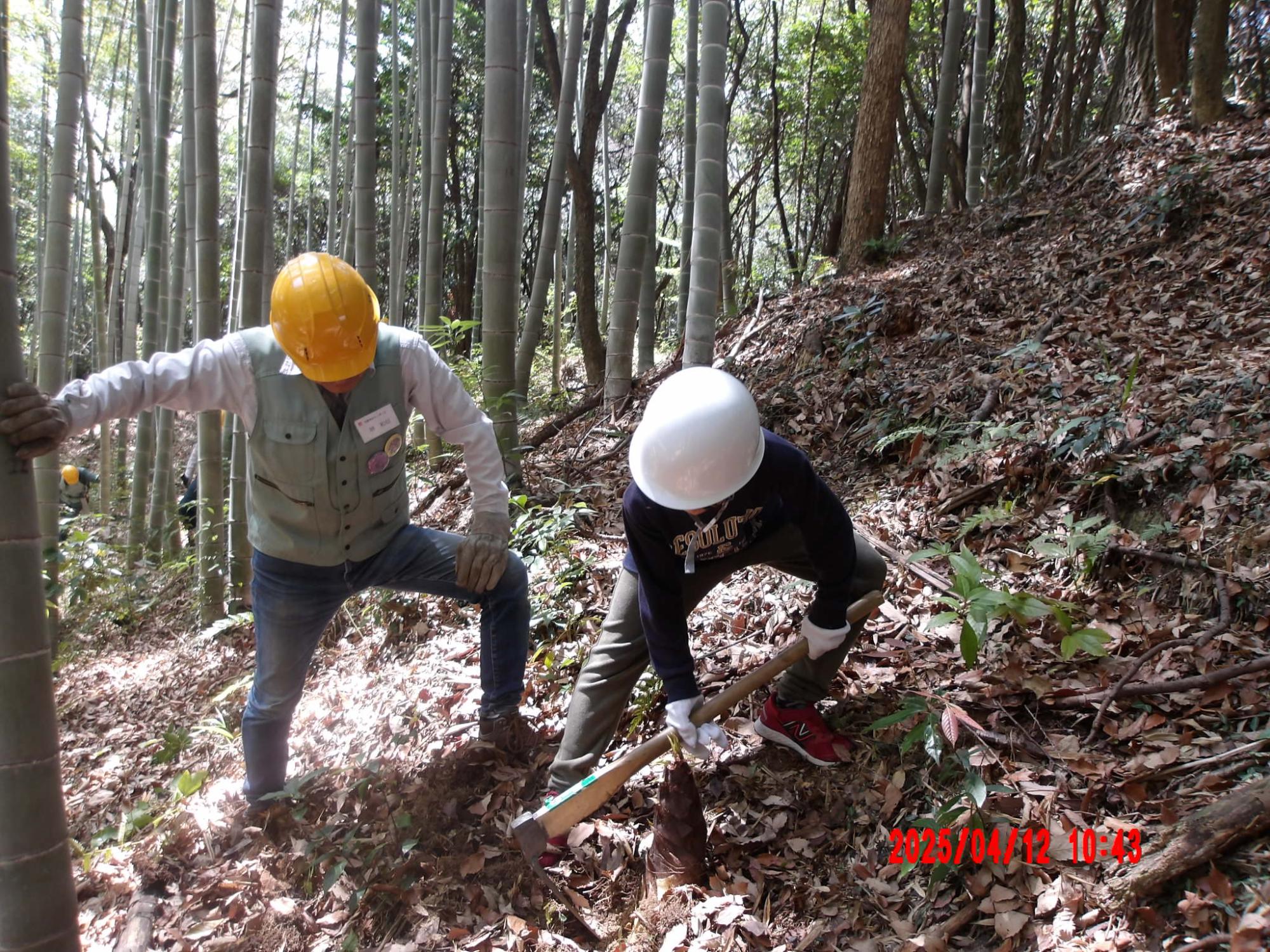 令和7年度　タケノコ堀り体験の様子2