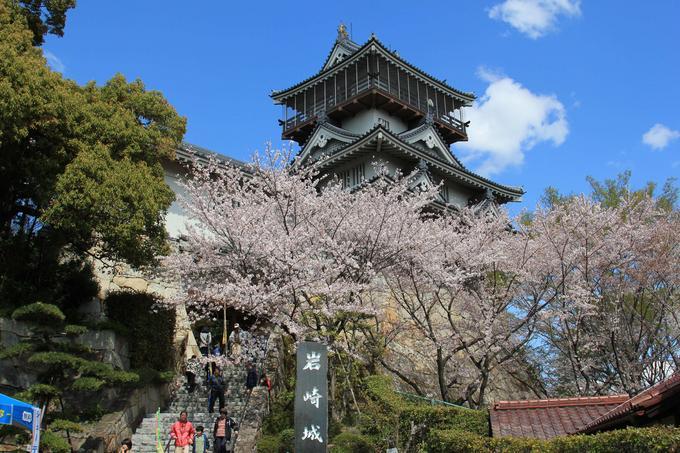 春の桜が咲いた階段下から見上げた岩崎城の写真