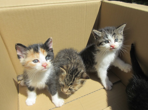 段ボールに入れられた2匹の猫の画像