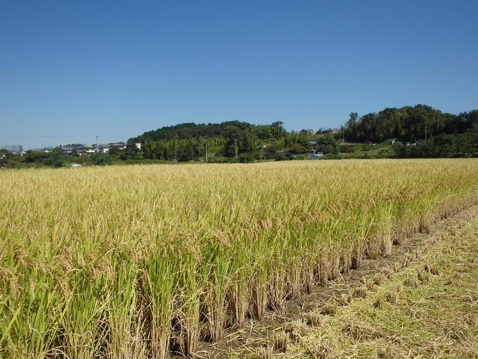 稲の収穫時の写真