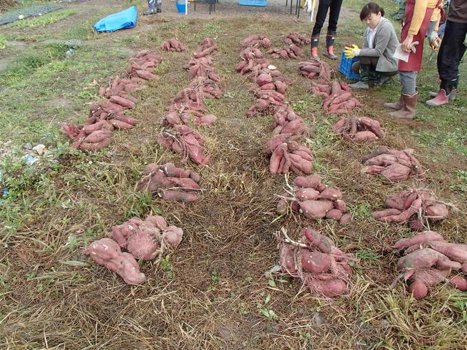 収穫祭で芋掘りをしている様子の写真