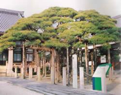 岩崎町小林妙仙寺境内にある臥龍の松の写真