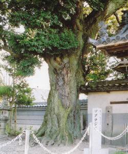 赤池町西組龍淵寺境内にある椎の木（ツブラジイ）の写真