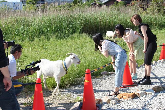 ヤギに話しかける3人の女性の写真