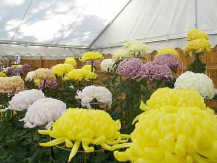 日進市菊花大会時の菊の花がテントの中に並んでいる写真
