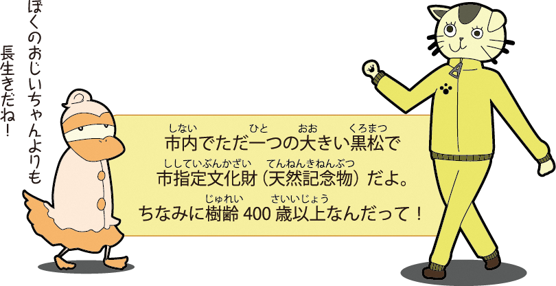 市内でただ一つの大きい黒松で市指定文化財（天然記念物）だよ。ちなみに樹齢400歳以上なんだって！ぼくのおじいちゃんよりも長生きだね！